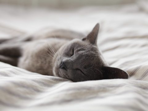 cat sleeping on a bed